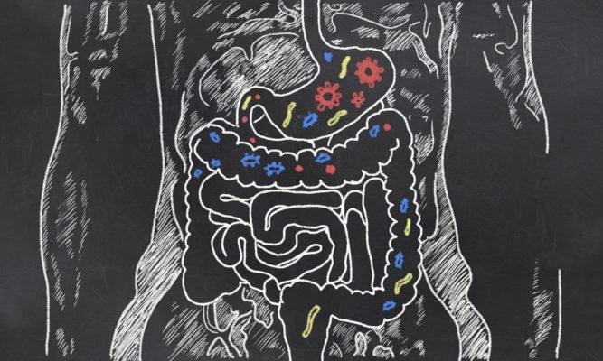 usana microbiome probiotic bar